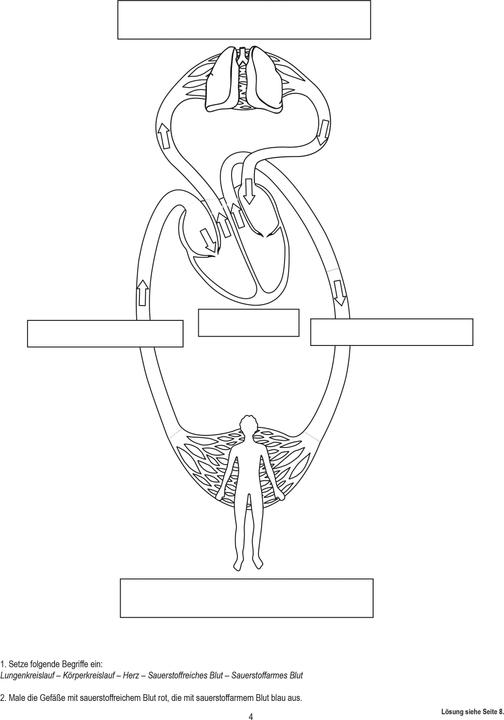 Actual product image Betzold Blood circulation, magnetic