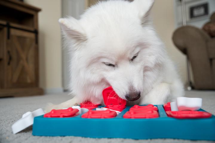Actual product image Nina Ottosson dog brick (Intelligence toy dog)