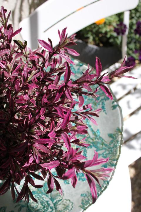 Produktbild Säntispracht Die Strauchveronika mit rot-violettem Austrieb - Hebe 'Magic Summer' (30 cm)