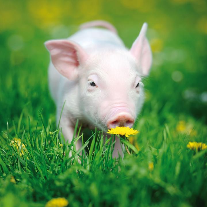 Actual product image Piggies/Piglets 2024 (Hardcover, Spanish, French, Czech, Italian, Dutch, Polish, German, English)