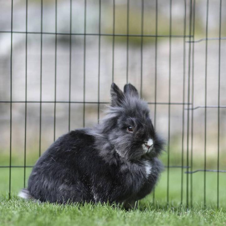 Image du produit Kerbl Enclos pour chiots et petits animaux