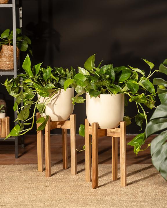 Actual product image feey Large ivy Marble Queen (35 cm, Freshly repotted)
