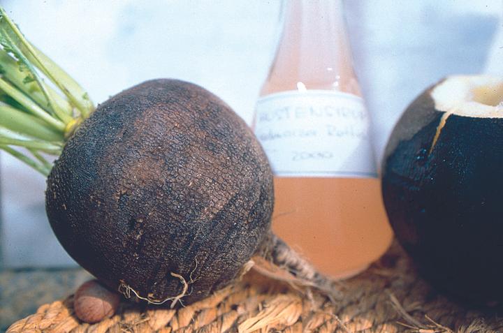 Produktbild Zollinger Bio Rettich, Runder Schwarzer (Keimlinge)