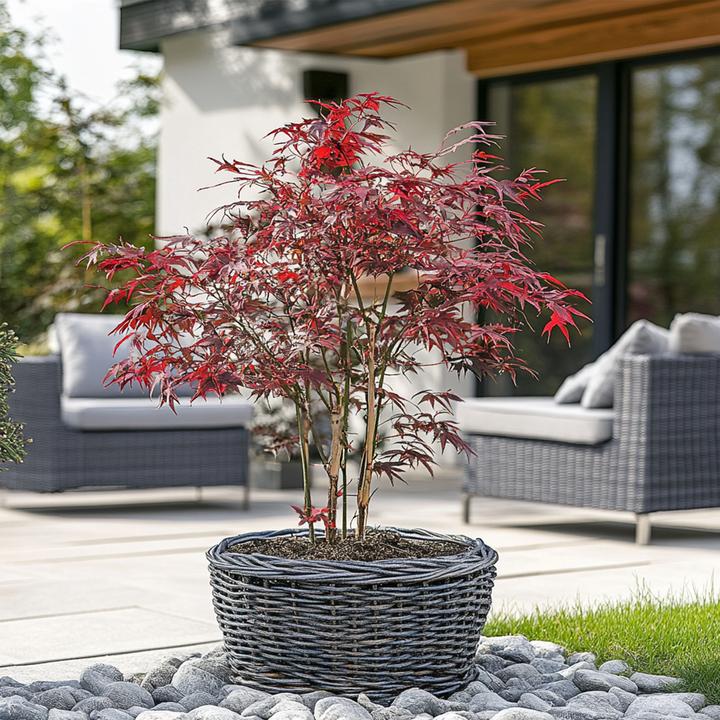 Immagine prodotto Plant in a Box Acer palmatum 'Starfish' - Acero (60 cm)