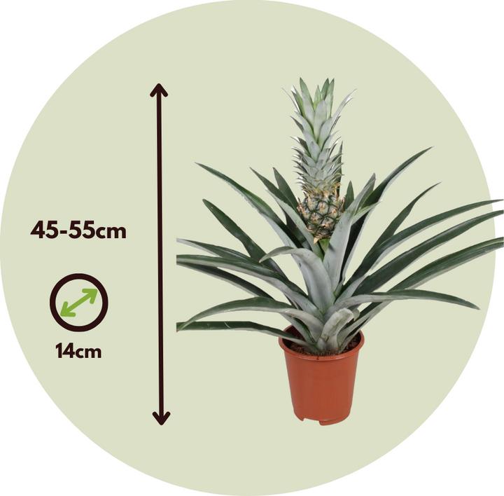 Actual product image Plant in a Box Ananas comosus - anti-snoring plant