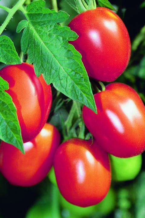 Immagine prodotto Zollinger Bio Pomodoro, Pomodoro ad Albero (Bomba da seme)