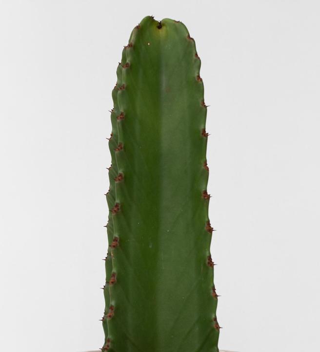 Produktbild Plant in a Box Euphorbia Ingens - Cowboy-Kaktus (85 cm)