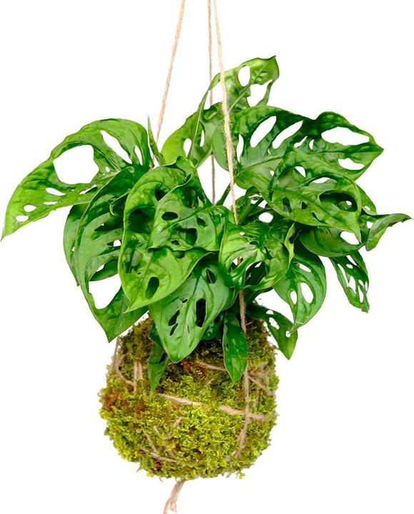 Produktbild VEG and the City Kokedama "Monkey Leaf"