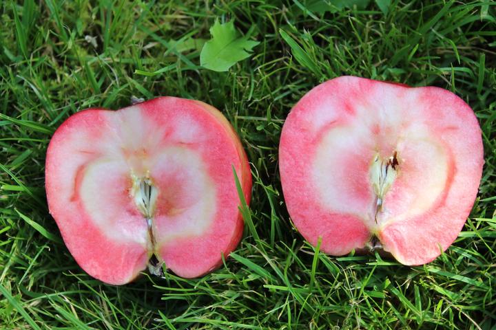 Produktbild Lubera Redini Cuckoo Säulenapfel