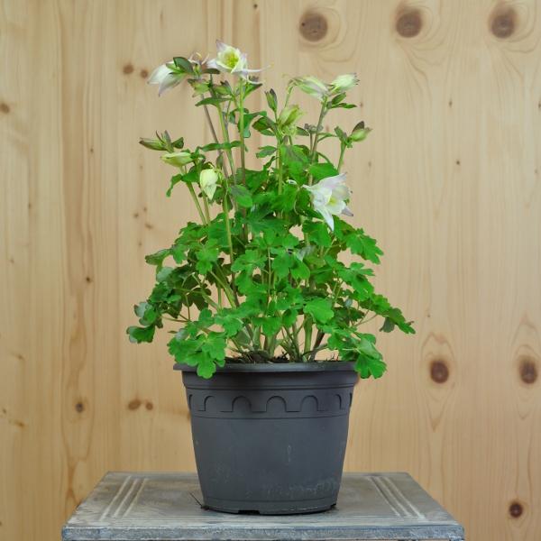 Image du produit Säntispracht Lot de 2, Ancolie commune, la joie annuelle du printemps - Aquilegia vulgaris White (50 cm)