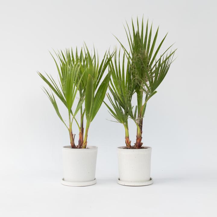 Produktbild Plant in a Box Washingtonia Robusta - 2er Set Mexikanische Fächerpalme (50 cm)