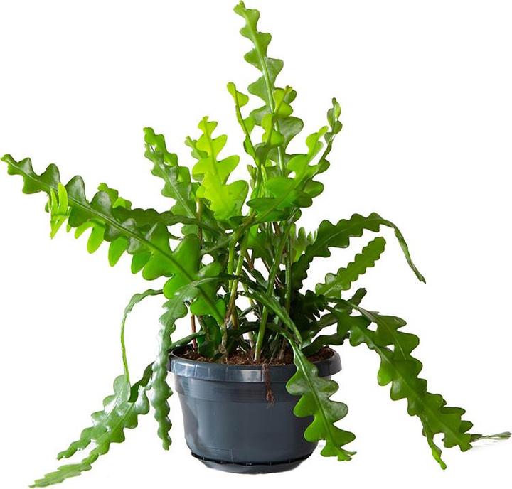 Actual product image VEG and the City Jibaro (Saw-leaf cactus - Epiphyllum anguliger)