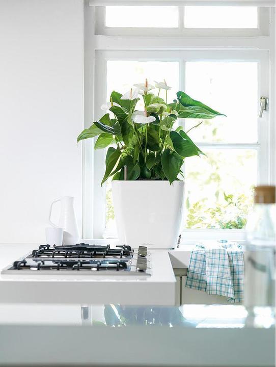 Image du produit Lechuza Quadro LS (28 cm)