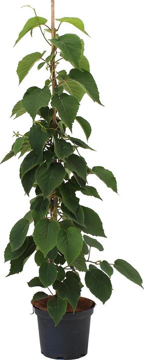 Immagine prodotto Zulauf Beeren-Kiwi / Actinidia deliciosa 'Jenny' (100 cm)