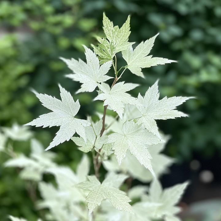 Image du produit Plant in a Box Acer palmatum 'Ukigumo' - Japanischer Ahorn (50 cm)