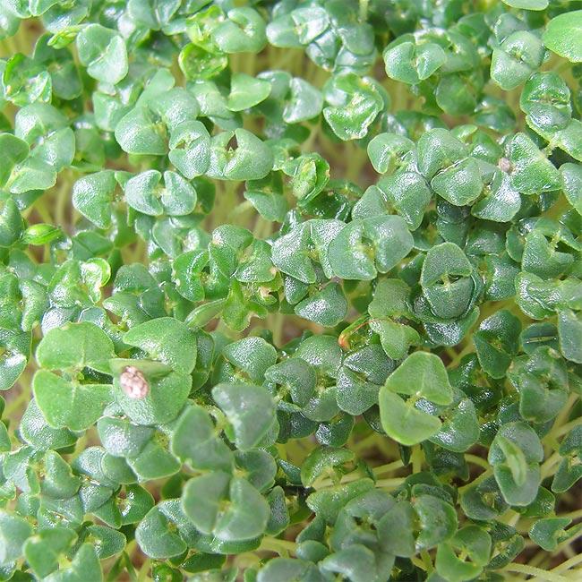 Immagine prodotto Eschenfelder Semi di Chia Biologici (Germogli)