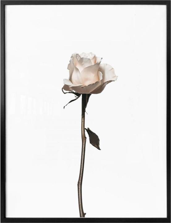 Actual product image Trenddeko The white rose (30 x 40 cm)