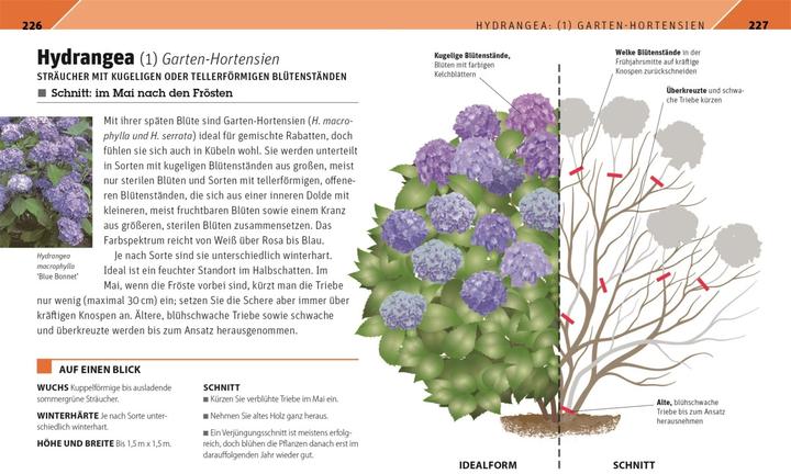 Actual product image Gartenwissen Pflanzenschnitt (German, Andrew Mikolajski, 2021)