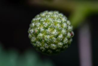 Actual product image Venus Optic 90mm f/2.8 2x Ultra Macro APO (Canon RF, full size)