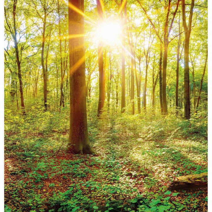 Image du produit Trenddeko Au coeur de la forêt (480 x 350 cm)