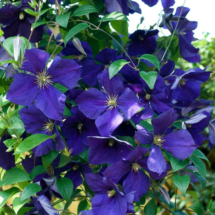 Actual product image Plant in a Box Clematis hybrid 'Mme Le Coultre', 'Hagley Hybrid', 'Polish Spirit' - set of 6 clematis (25 cm)