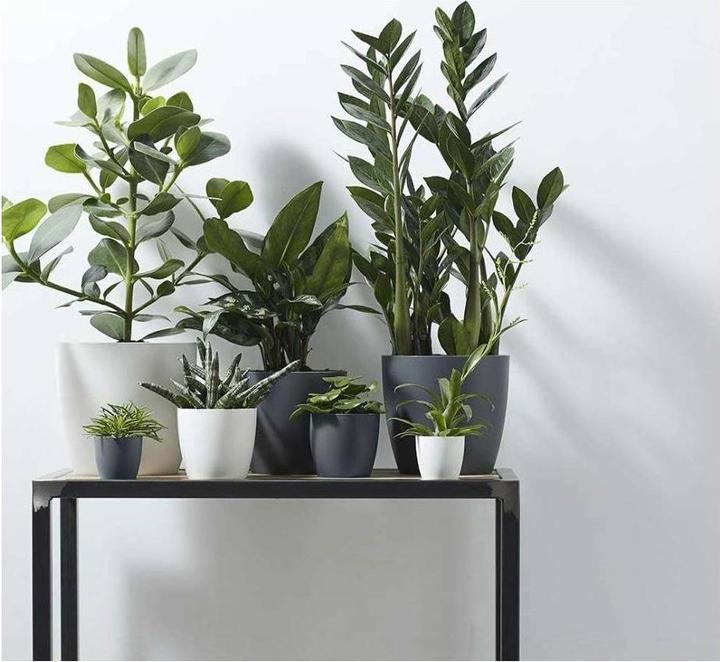 Actual product image Elho Brussels (22.30 cm)