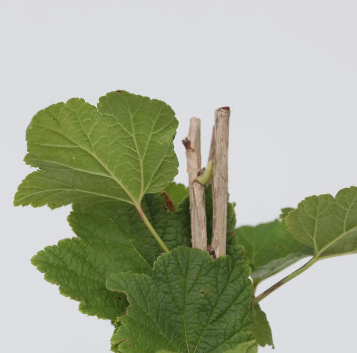 Immagine prodotto Plant in a Box Ribes rubrum Jonkheer van Tets - set di 4 ribes (50 cm)