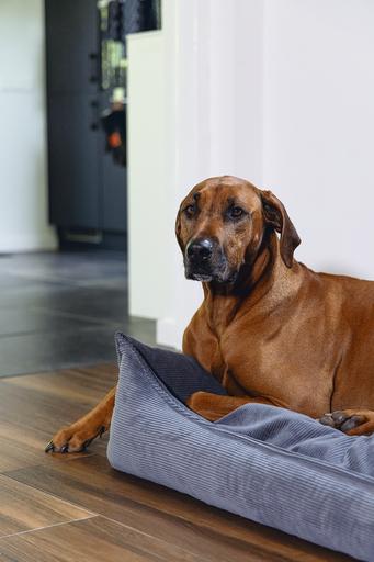 Image du produit Beeztees Veo (Chien)