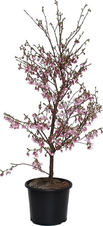 Image du produit Zulauf Zier-Kirsche / Prunus 'Accolade' (125 cm)