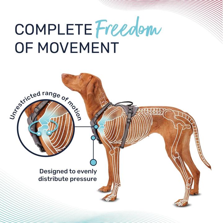 Produktbild Company of Animals Halti Anatomy XL Hundegeschirr (XL, Hund, Allgemein)