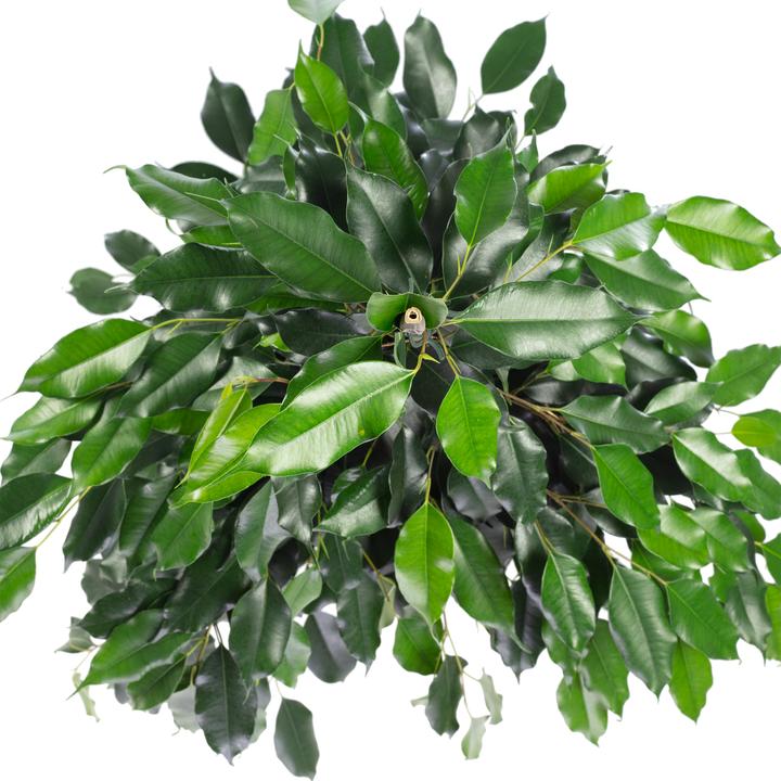 Image du produit Flowerbox Figuier de Barbarie - Ficus benjamini (110 cm)