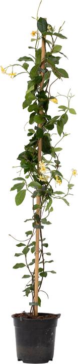 Immagine prodotto Plant in a Box Trachelospermum jasminoides Star of Toscane - Gelsomino delle stelle (110 cm)