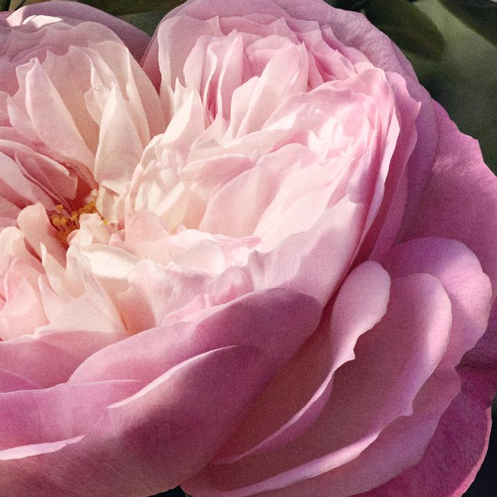 Produktbild Chloé Rose Naturelle Refill (Eau de Parfum, 150 ml)