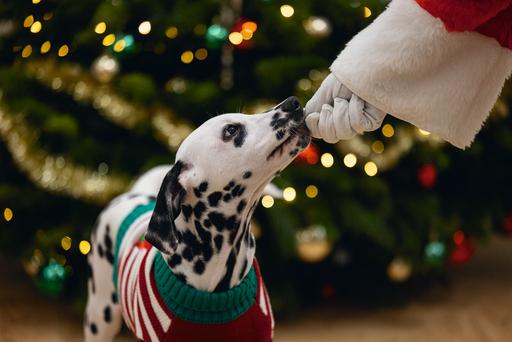 Immagine prodotto Beeztees Hohoho (M, Maglione per cani)
