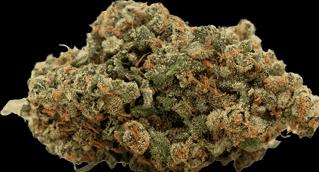 Produktbild Herba di Berna Harlequin Indoor (10 g, Indoor)