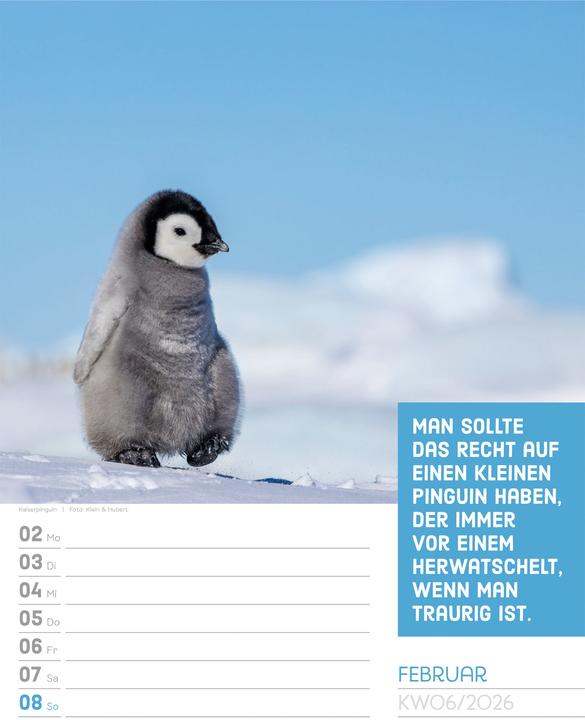 Produktbild Tierisch! Sprüchekalender - Wochenplaner Kalender 2026 (25 x 33 cm, Deutsch)