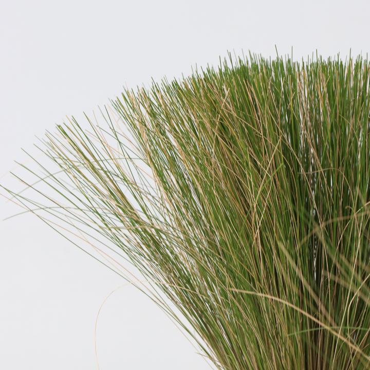 Immagine prodotto Plant in a Box Stipa tenuifolia 'Pony Tails' - Set di 3 erbe piumate ornamentali (20 cm)