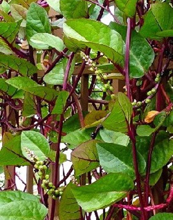Immagine prodotto Tropica Spinaci indiani del Malabar Basella Rubra (Semi di verdura)