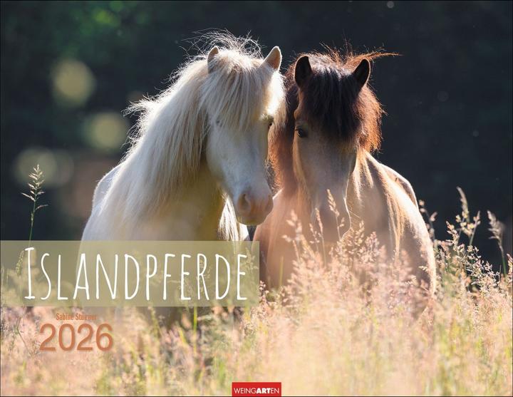 Produktbild Islandpferde Kalender 2026 (44 x 34 cm, Deutsch, Englisch)