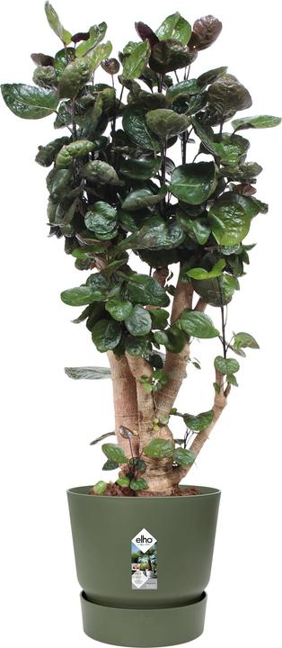 Actual product image Elho Greenville (39 cm)