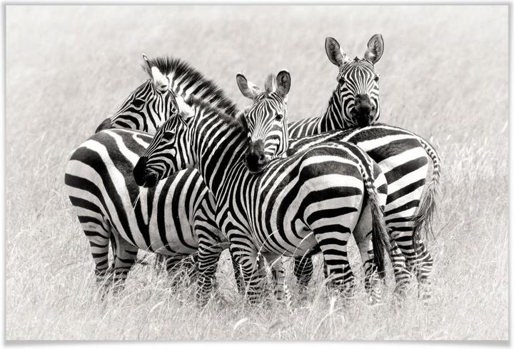 Image du produit Trenddeko Trubitsyn - Zèbres dans la savane (100 x 70 cm)