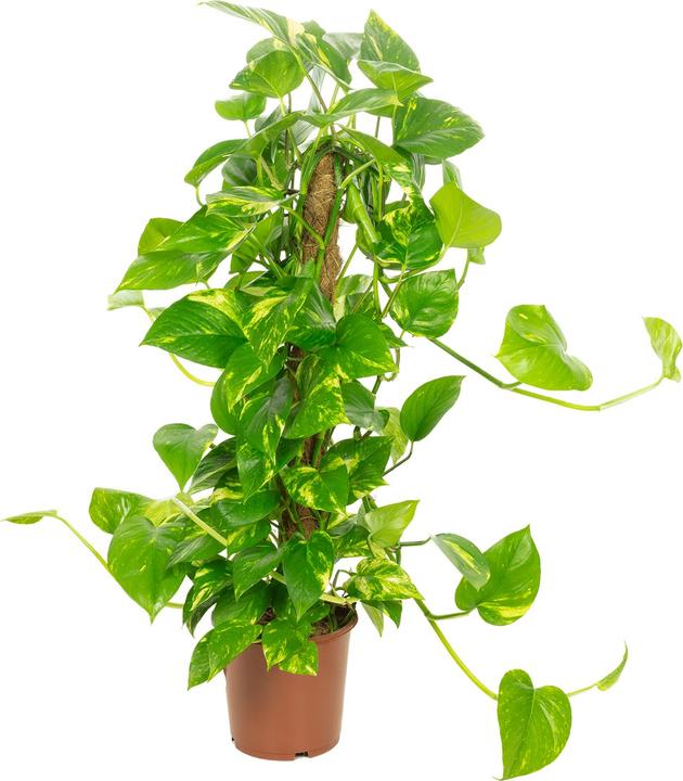 Image du produit Flowerbox Efeutute am Moosstab - Epipremnum aureum