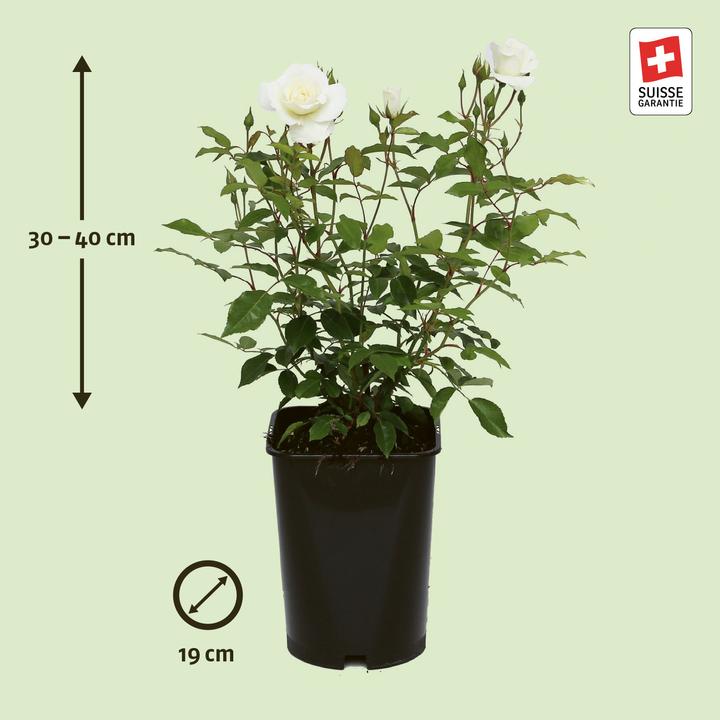 Image du produit Zulauf Rosier arbuste (40 cm)