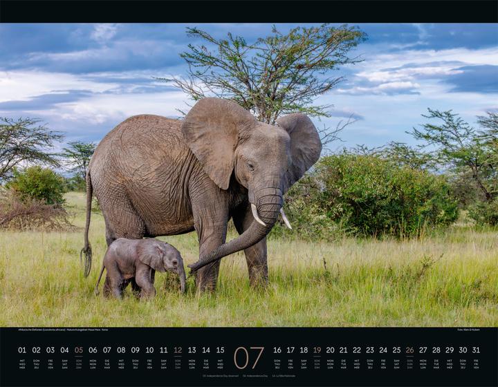 Immagine prodotto Wildes Afrika Kalender 2026 (54 x 42 cm, Copertina rigida, Inglese, Francese, Tedesco)