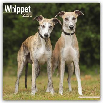 Image du produit Avonside Publishing Ltd:Whippet - Coller (305 x 305 mm, Allemand)