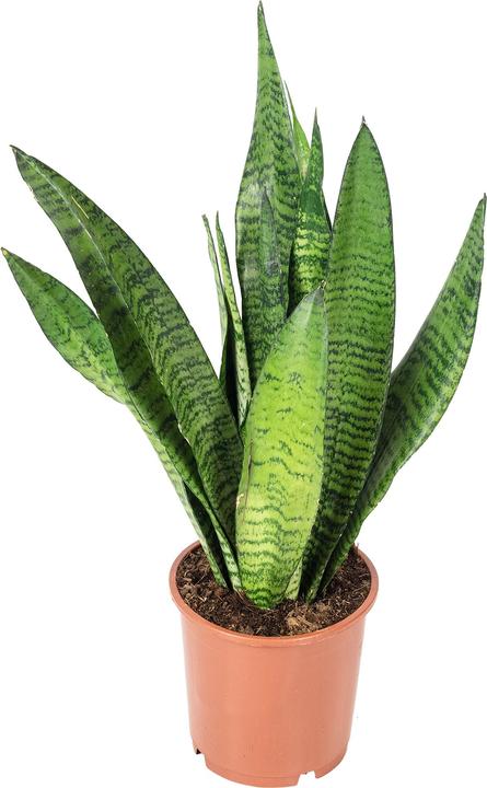 Immagine prodotto Flowerbox Canapa dell'arco - Sansevieria zeylanica (45 cm)
