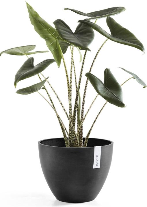 Actual product image Ecopots Antwerp (50 cm)