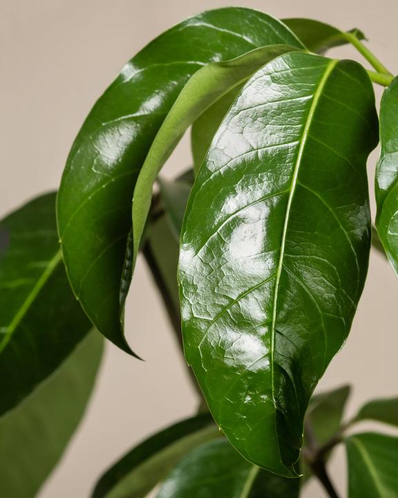 Produktbild feey Schefflera amate (105 cm, Frisch umgetopft)