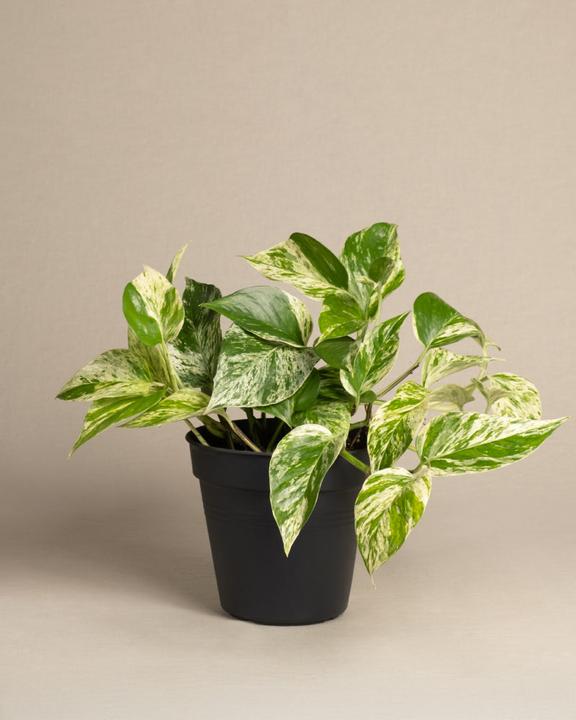 Actual product image feey Large ivy Marble Queen (35 cm, Freshly repotted)