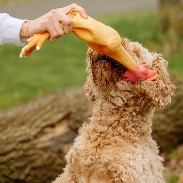 Immagine prodotto Nobby Pollo in lattice (Cane giocattolo da tiro)